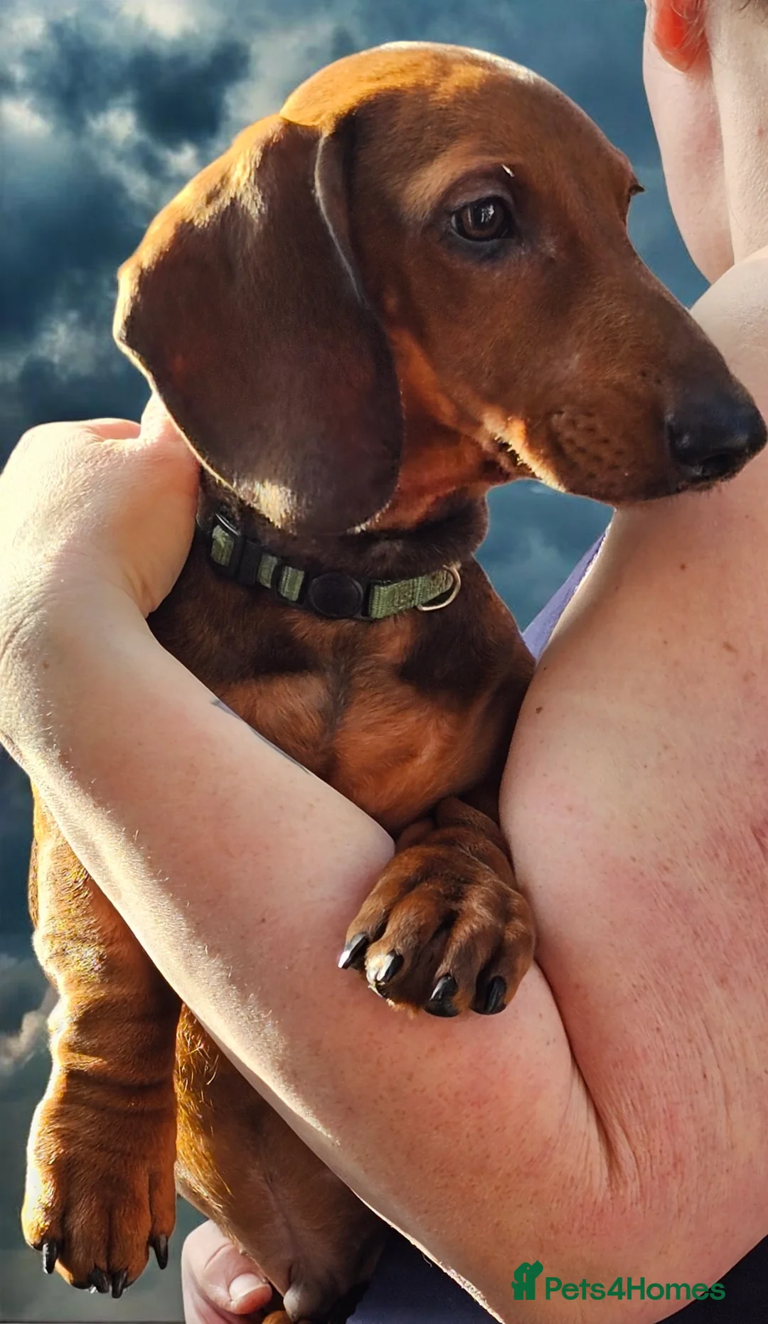 Dachshund dogs for sale: Beautiful show quality standard smooth shaded red in Exeter - Advert 8