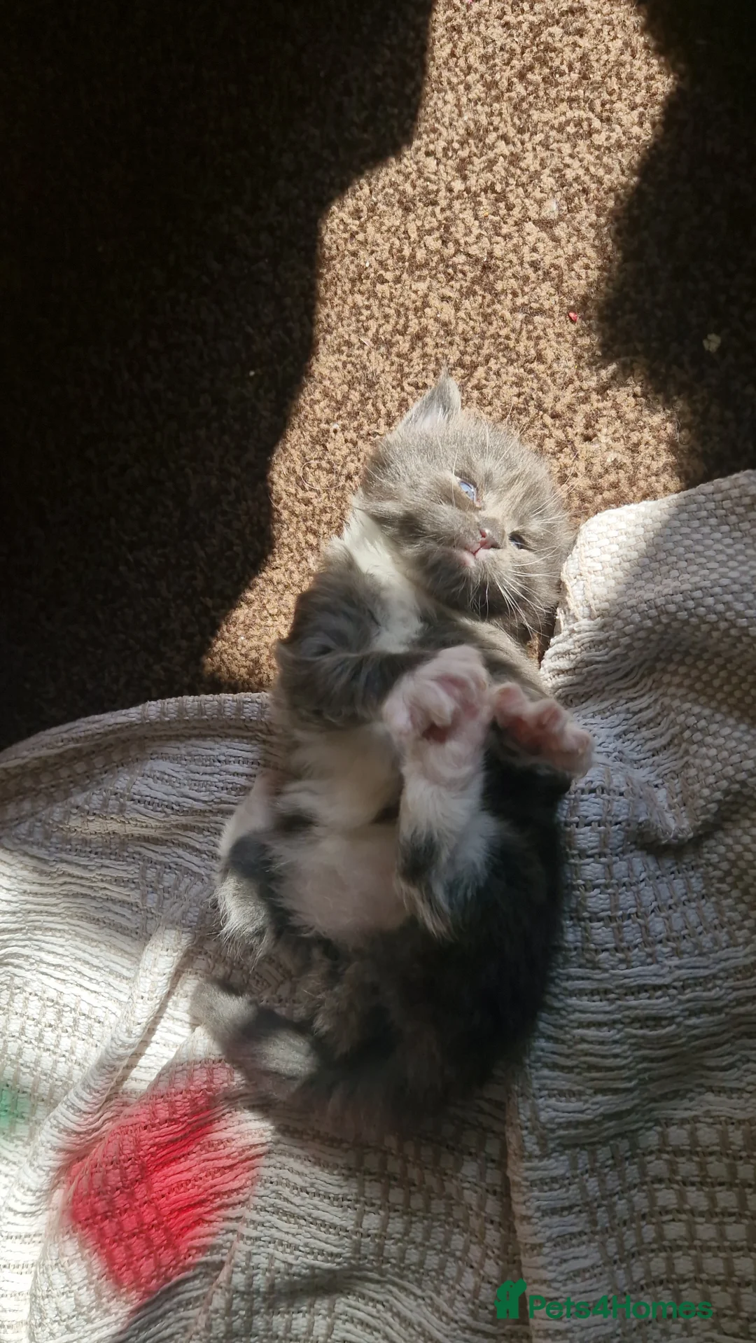 Maine Coon cats for sale: 2 Maine Coone Kittens for sale - Advert 2