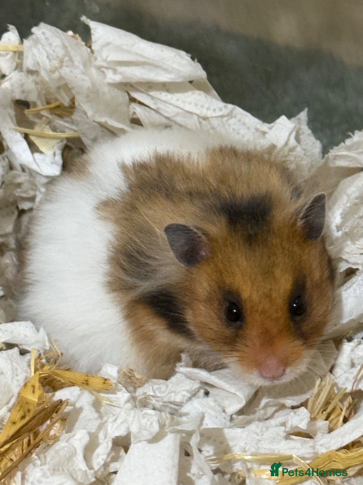 Hamster rodents Friendly Syrian Hamster + Full Deluxe Setup - Advert 5
