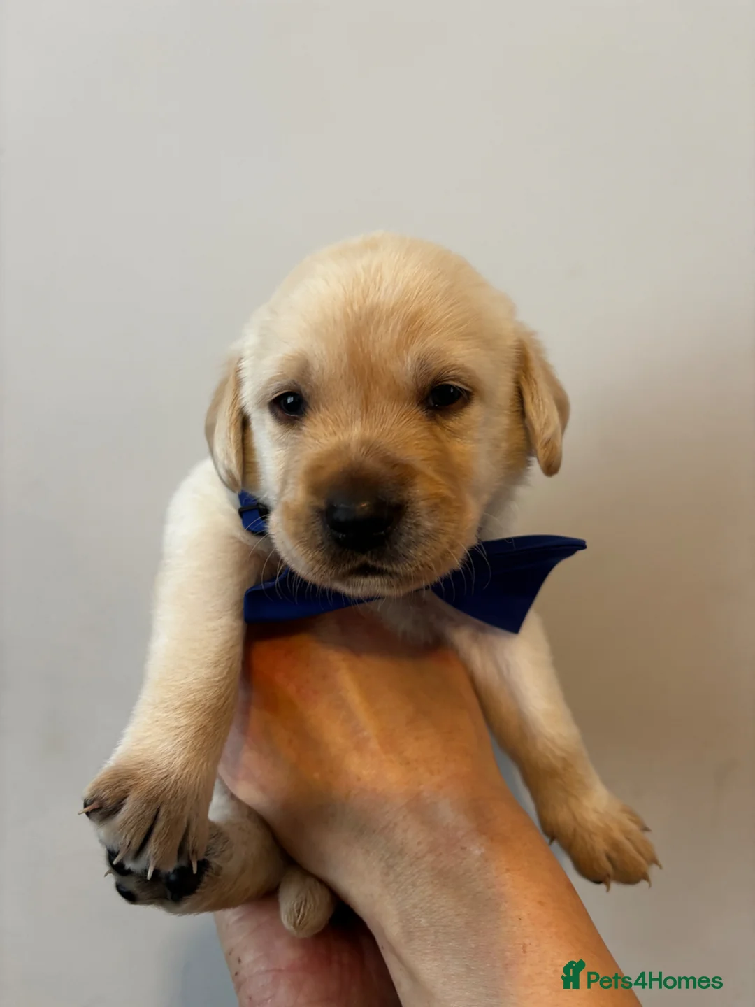 Labrador Retriever dogs for sale: 9 beautiful Labrador puppies  - Advert 21