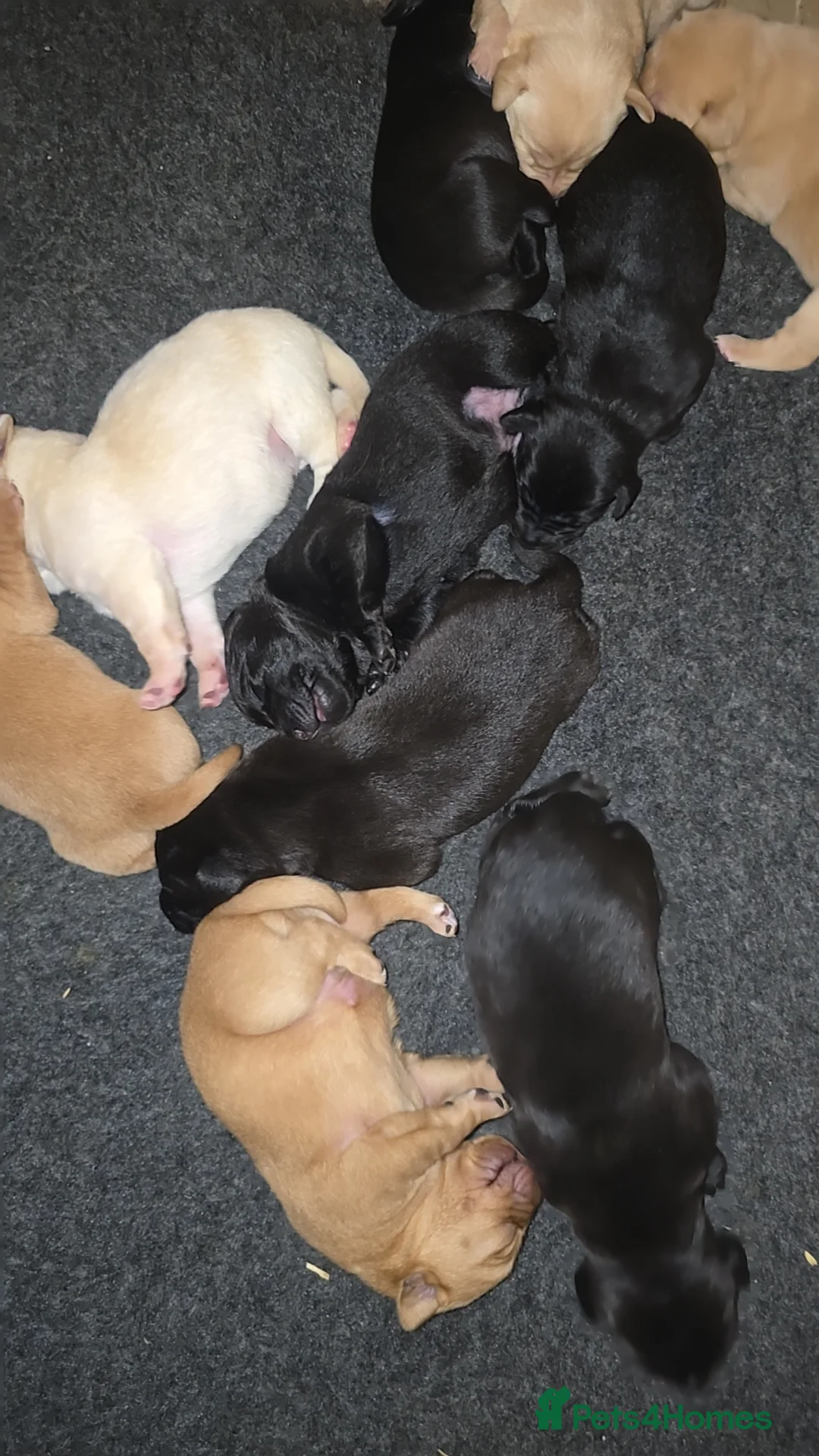 Labrador Retriever dogs for sale: 5 labrador puppies  - Advert 23