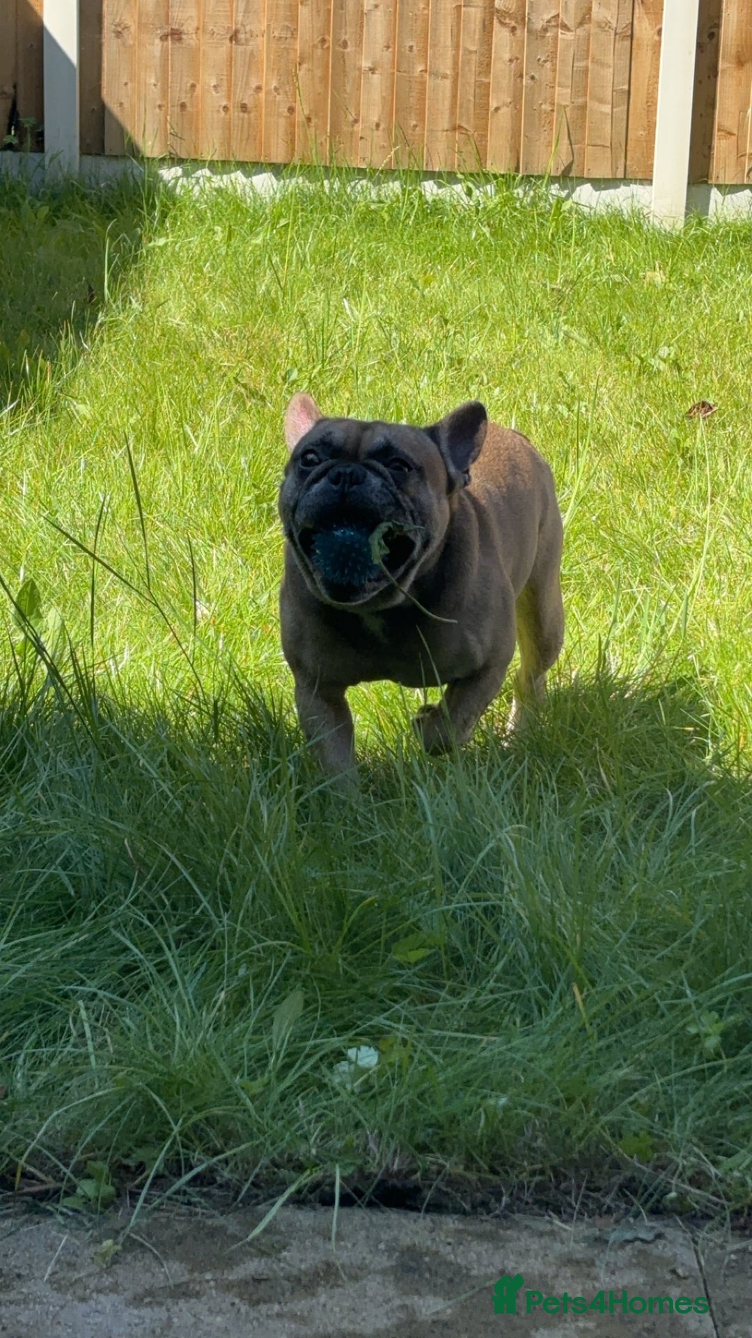 French Bulldog dogs for sale: French bull dog  - Advert 9