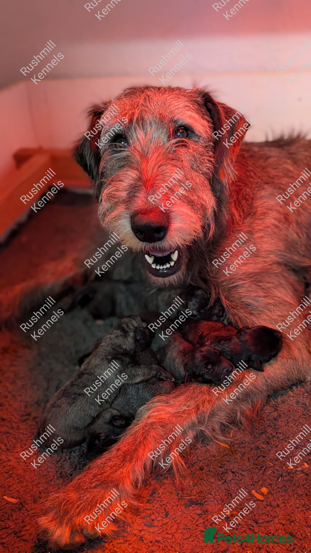 Irish Wolfhound dogs for sale: Wolfhound/Deerhound Pups - Advert 8