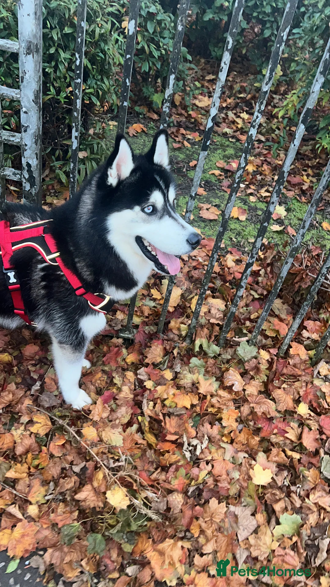 Siberian Husky dogs for sale: 1 year old Siberian Husky 💙 in Glasgow - Advert 4
