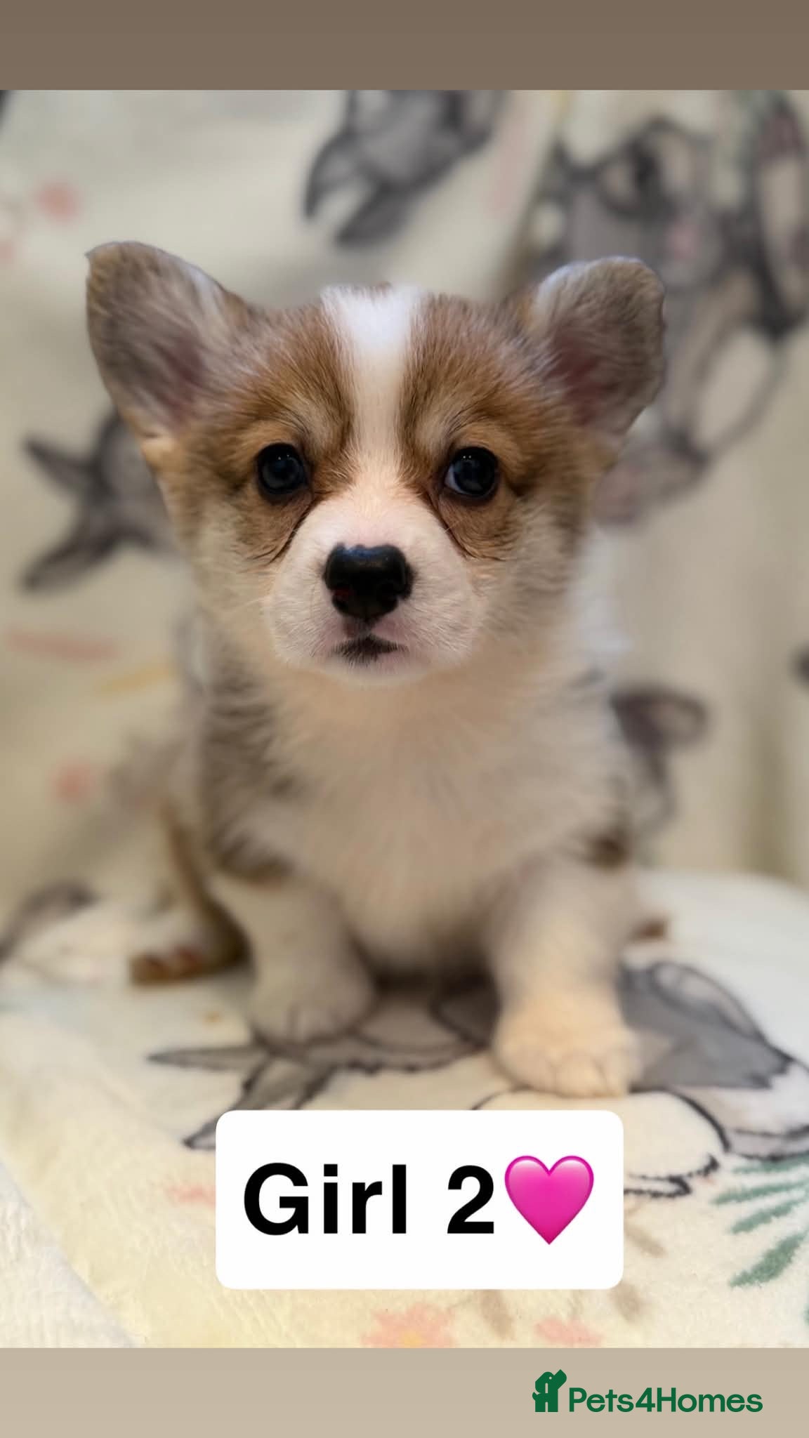 Welsh Corgi Pembroke dogs Stunning KC Registered Corgi Pups - Advert 1