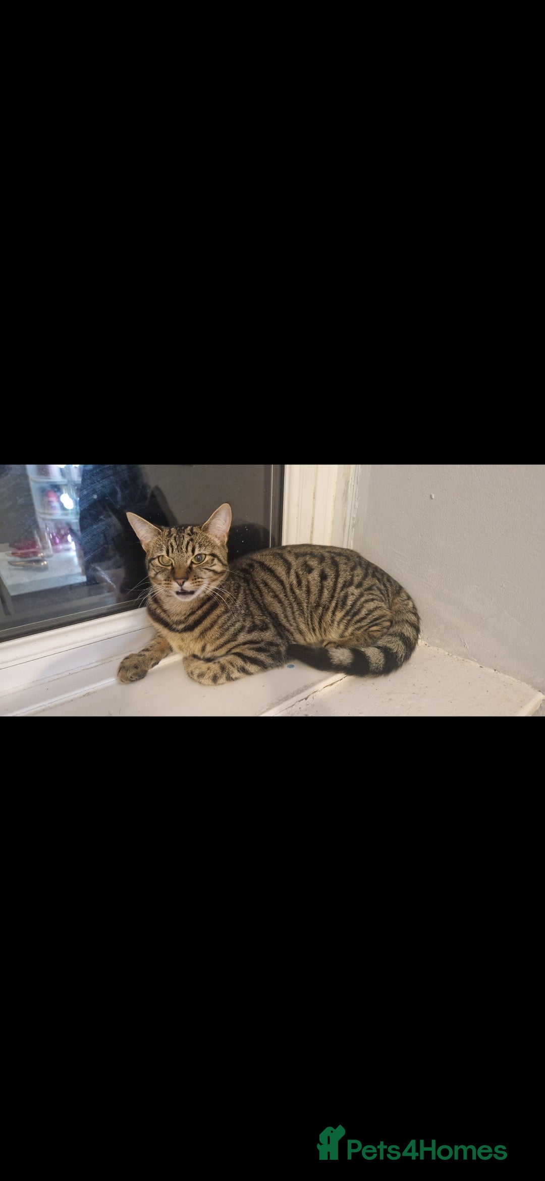 Mixed Breed cats 8 month old needs new home - Advert 1