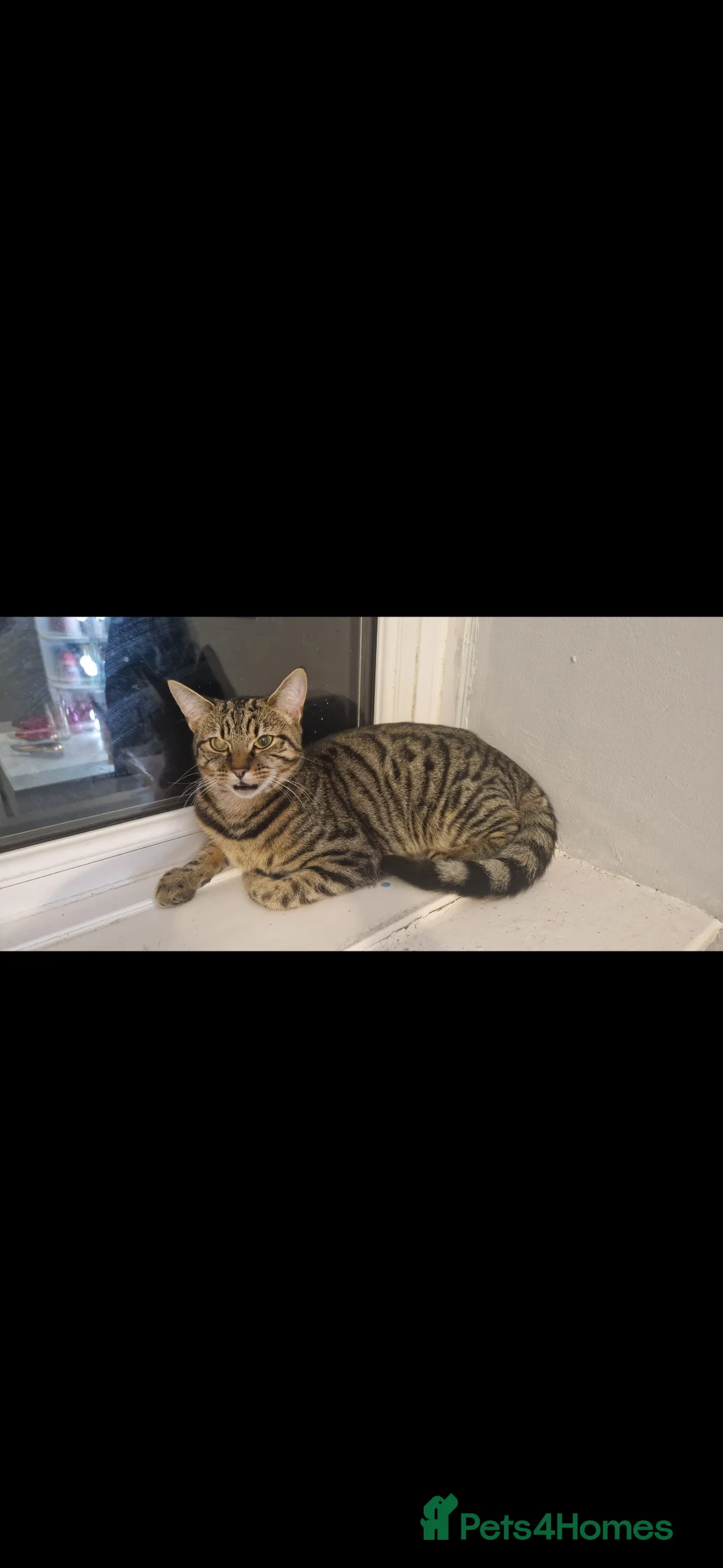 Mixed Breed cats for sale: 8 month old needs new home - Advert 1