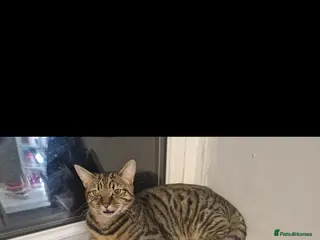 Mixed Breed cats 8 month old needs new home - Advert 2