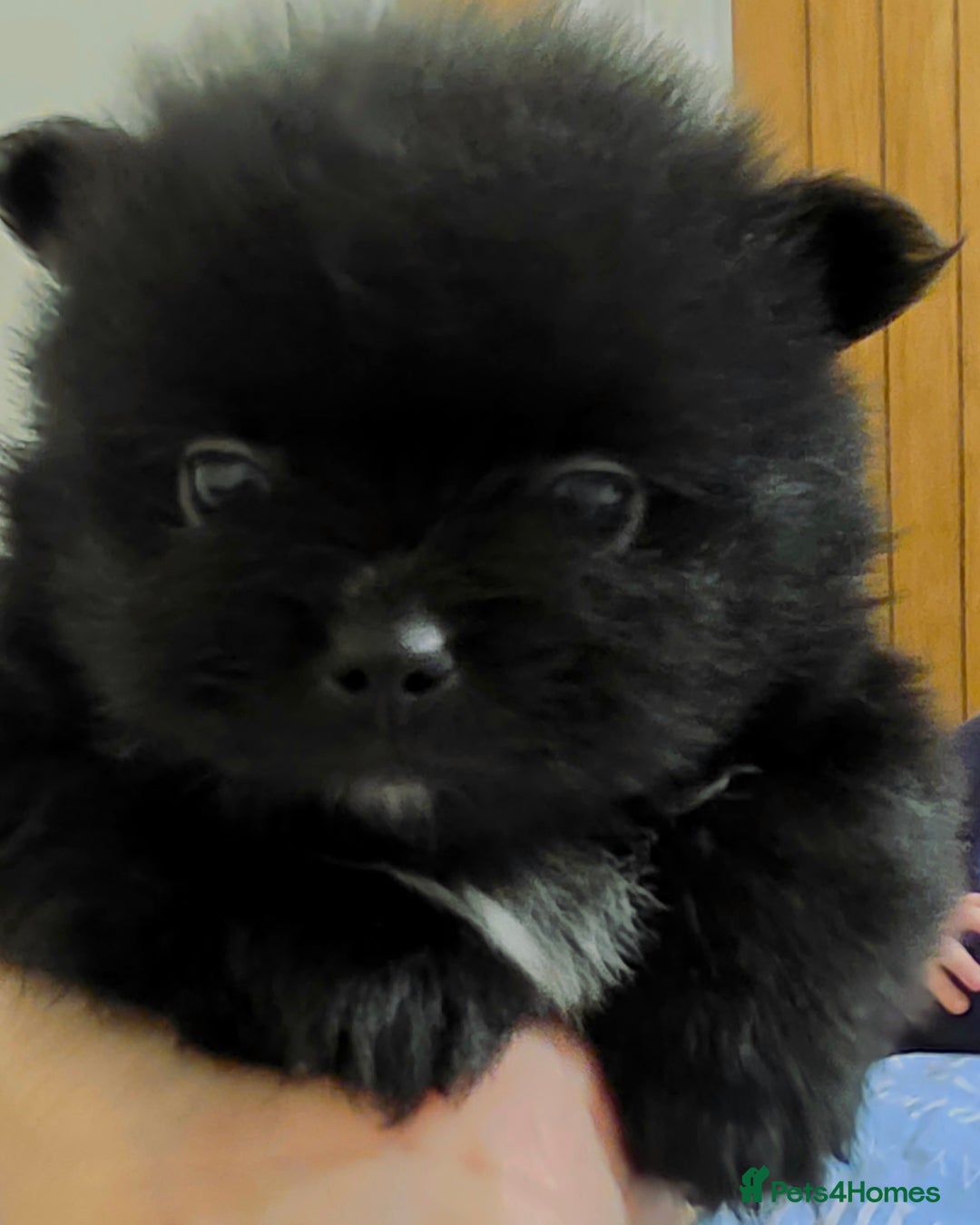 Pomeranian dogs for sale: Hello - Advert 10