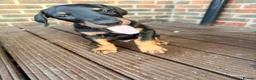 Dobermann dogs for sale: EXCEPTIONAL HOME BRED DOBERMANN PUPPIES - Advert 15