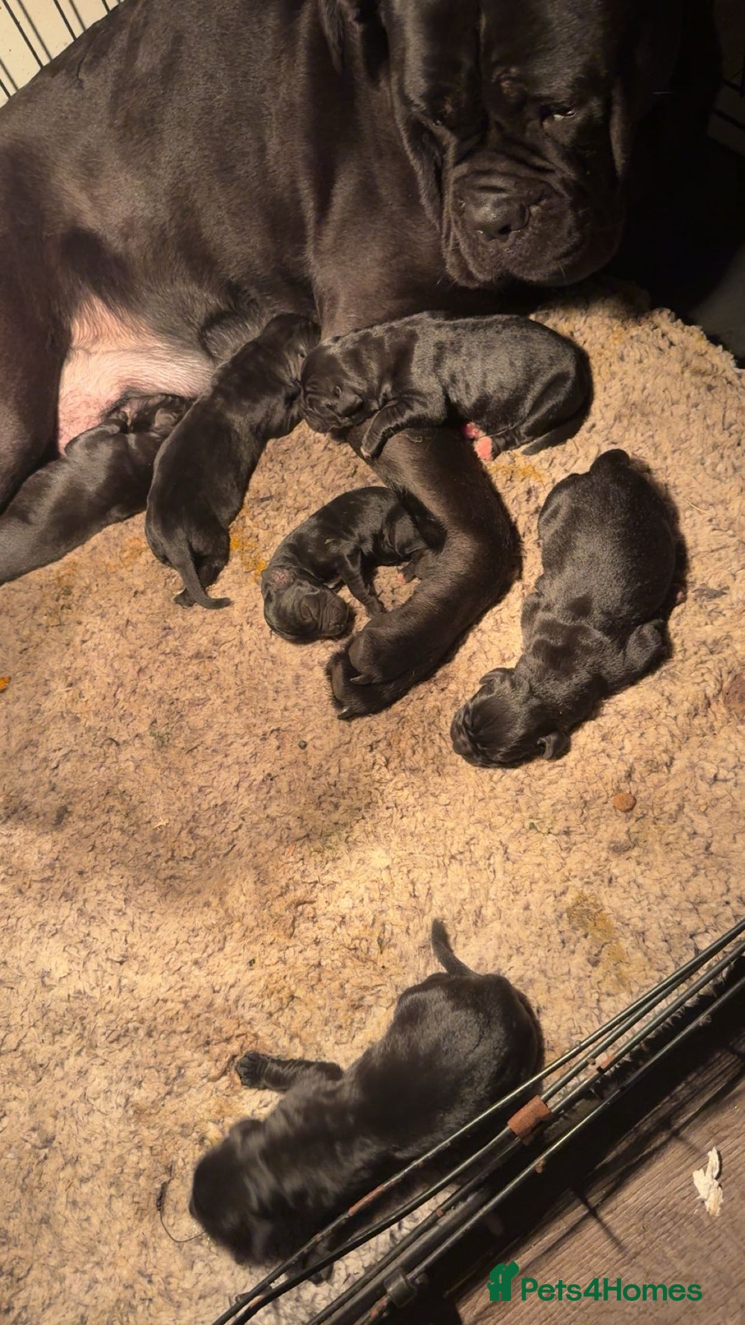 Mixed Breed dogs for sale: Labrador x corso puppies  - Advert 9