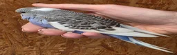 Budgerigars birds for sale: Hand tame violet baby budgies for sale  - Advert 2