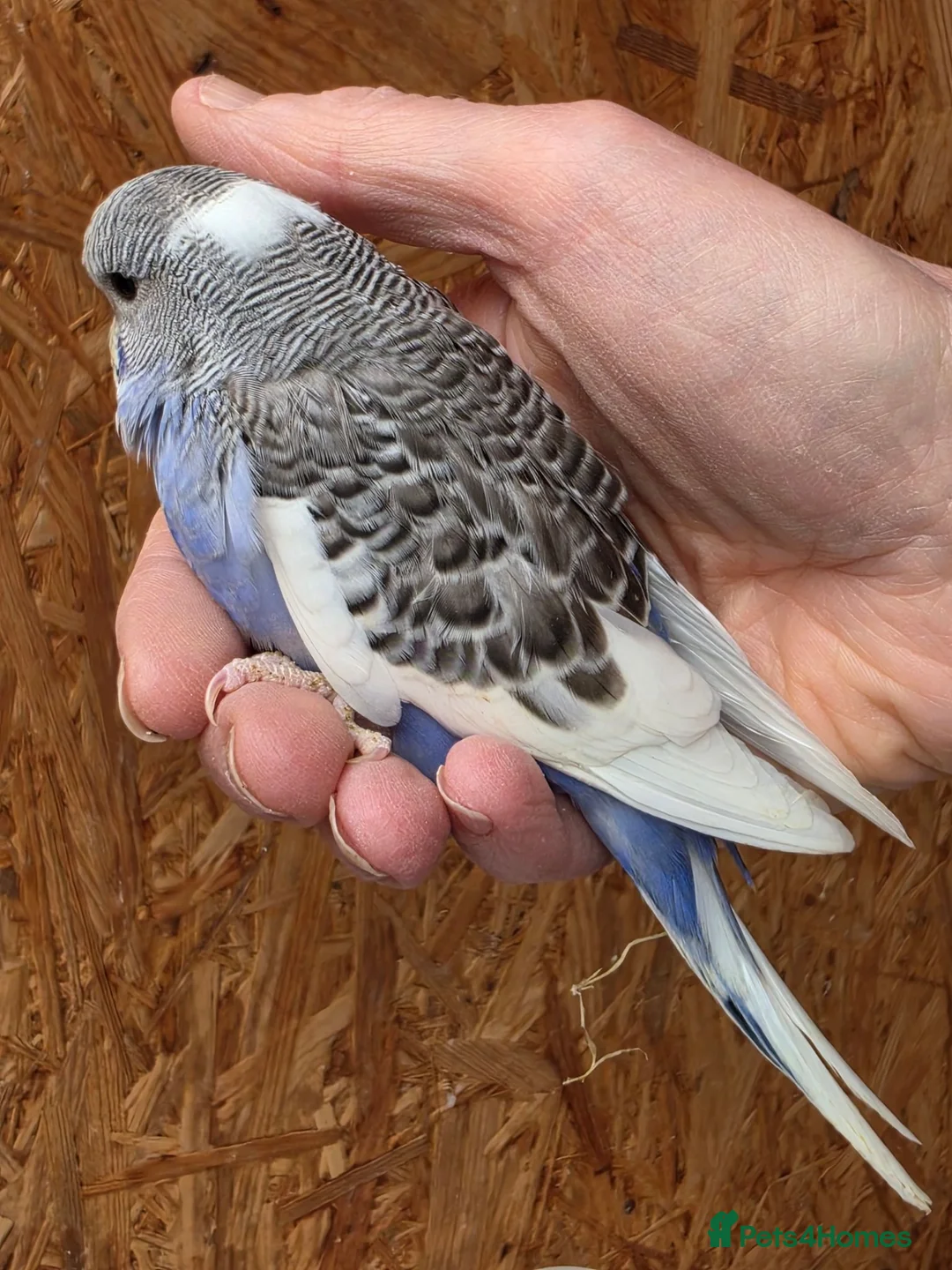 Budgerigars birds for sale: Hand tame violet baby budgies for sale  - Advert 2