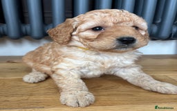 Labradoodle dogs for sale: Gorgeous f1b Labradoodle Puppies KC Parents - Advert 6