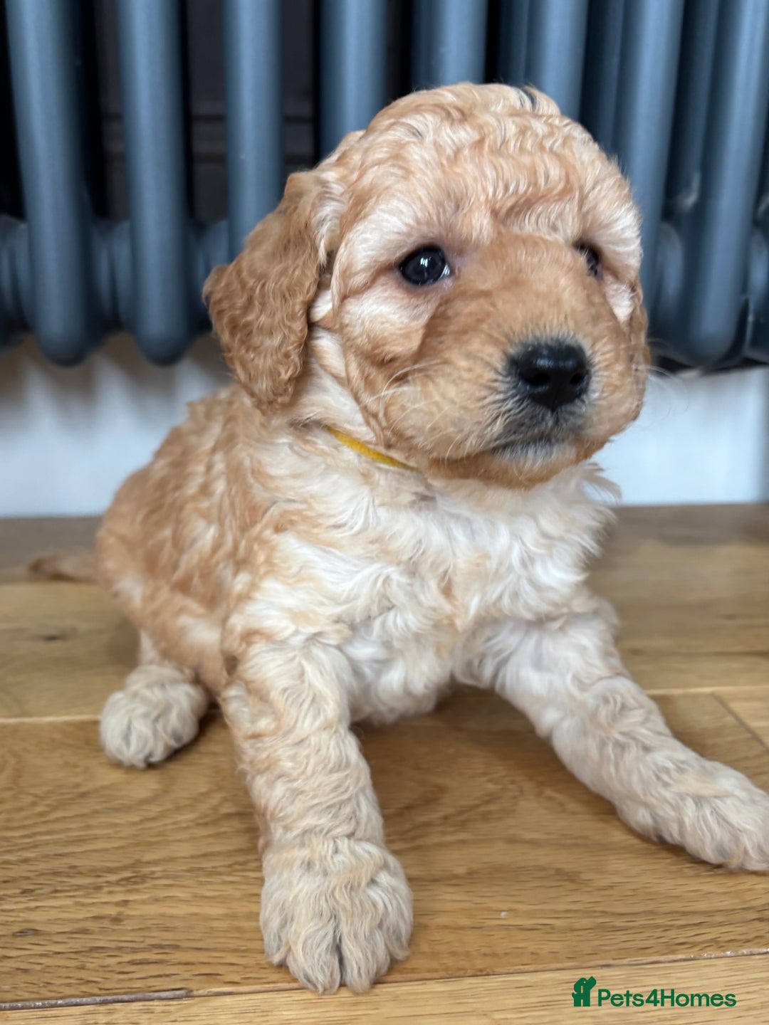 Labradoodle dogs for sale: Gorgeous f1b Labradoodle Puppies KC Parents - Advert 6