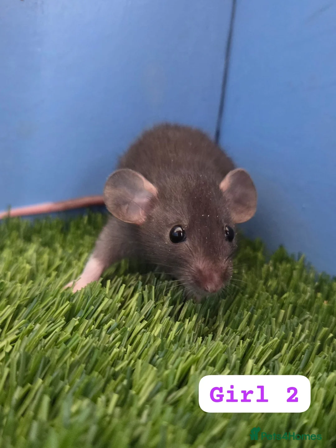 Rat rodents for sale: Dwarf Baby Rats Male Female Girls Boys  - Advert 3
