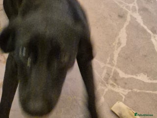 Mixed Breed dogs Mixed breed - Advert 5