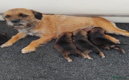 Border Terrier dogs for sale: BORDER TERRIER PUPS KC REG SLEM CLEAR - Image 1