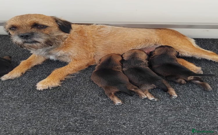 Border Terrier dogs - Advert 2