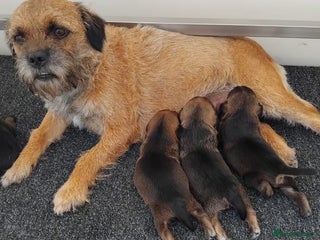 Border Terrier dogs - Advert 17