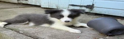 Border Collie dogs for sale: 4 Border Collie puppies in Wigan - Advert 16