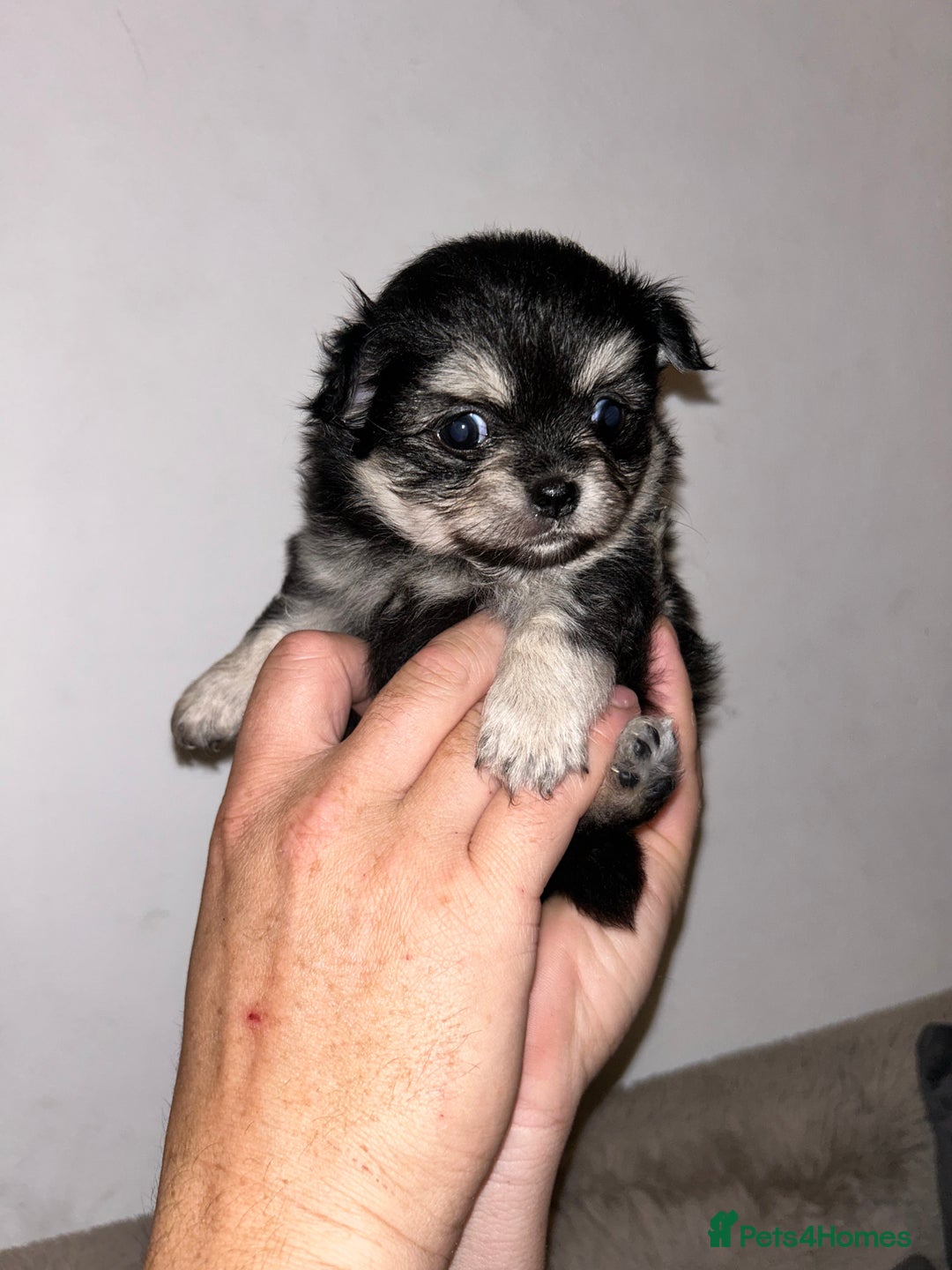Pomchi dogs for sale: Pomchi puppies - Advert 2