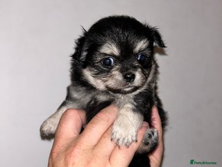 Pomchi dogs Pomchi puppies - Advert 5