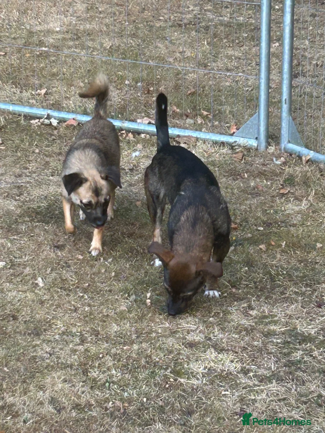 Mixed Breed dogs for adoption: Marlene for Adoption - Advert 2