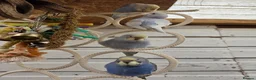 Budgerigars birds for sale: Hand tamed baby budgies for sale - Advert 2