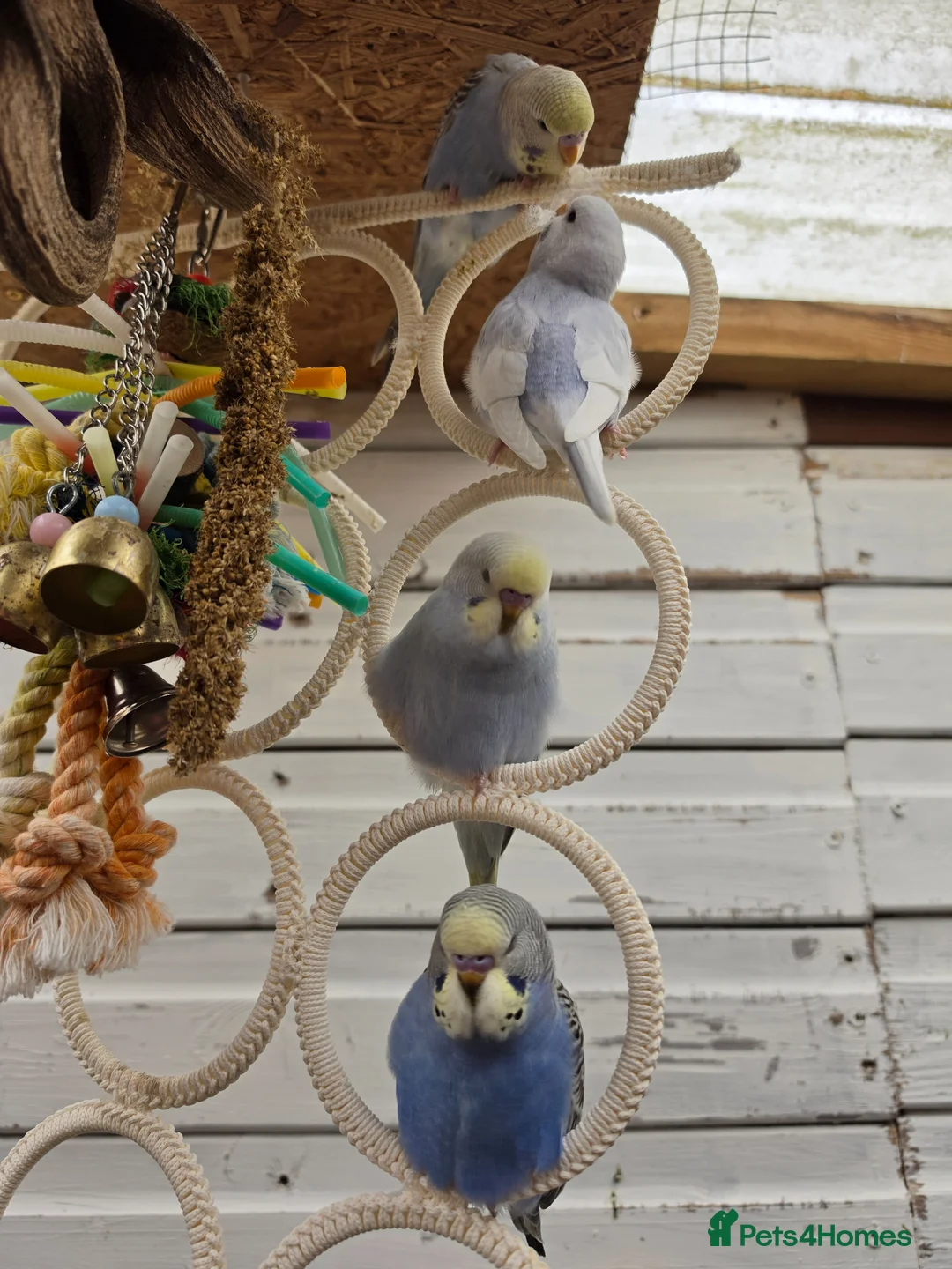 Budgerigars birds for sale: Hand tamed baby budgies for sale - Advert 2
