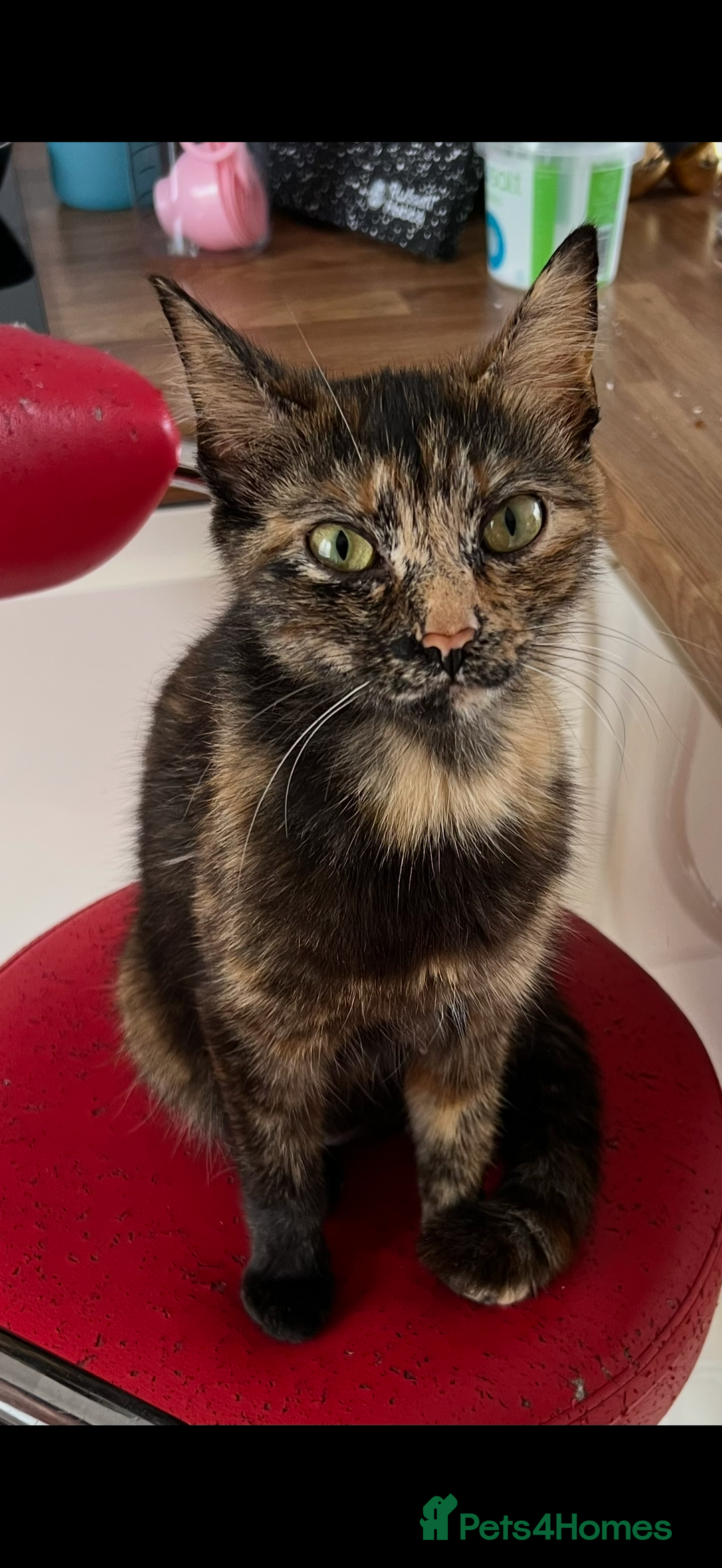 Mixed Breed cats for sale: 🐾Adorable Litter of 5 Kittens Ready now🐾  - Advert 1