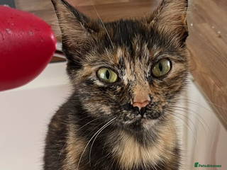 Mixed Breed cats 🐾Adorable Litter of 5 Kittens Ready now🐾 - Advert 1