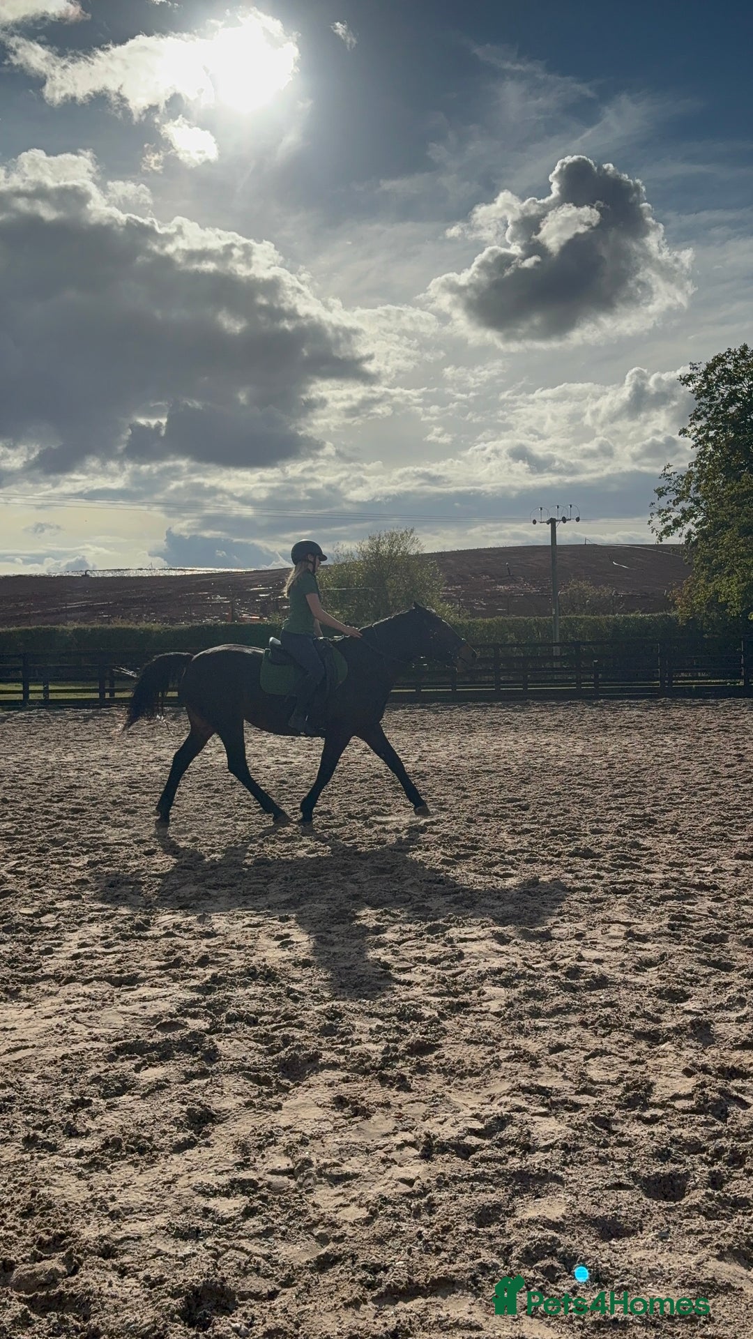 Connemara horses for sale: Confidence giver - Advert 4