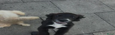 Mixed Breed 2