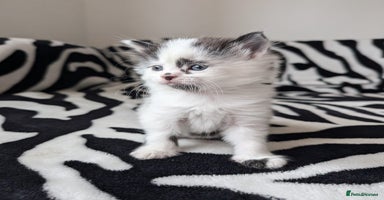 Mixed Breed cats - Advert 7