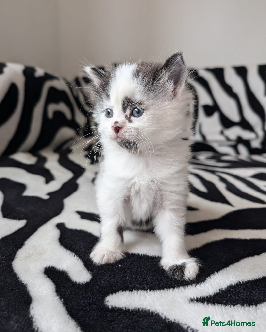 Mixed Breed cats for sale: Kittens  - Image 2