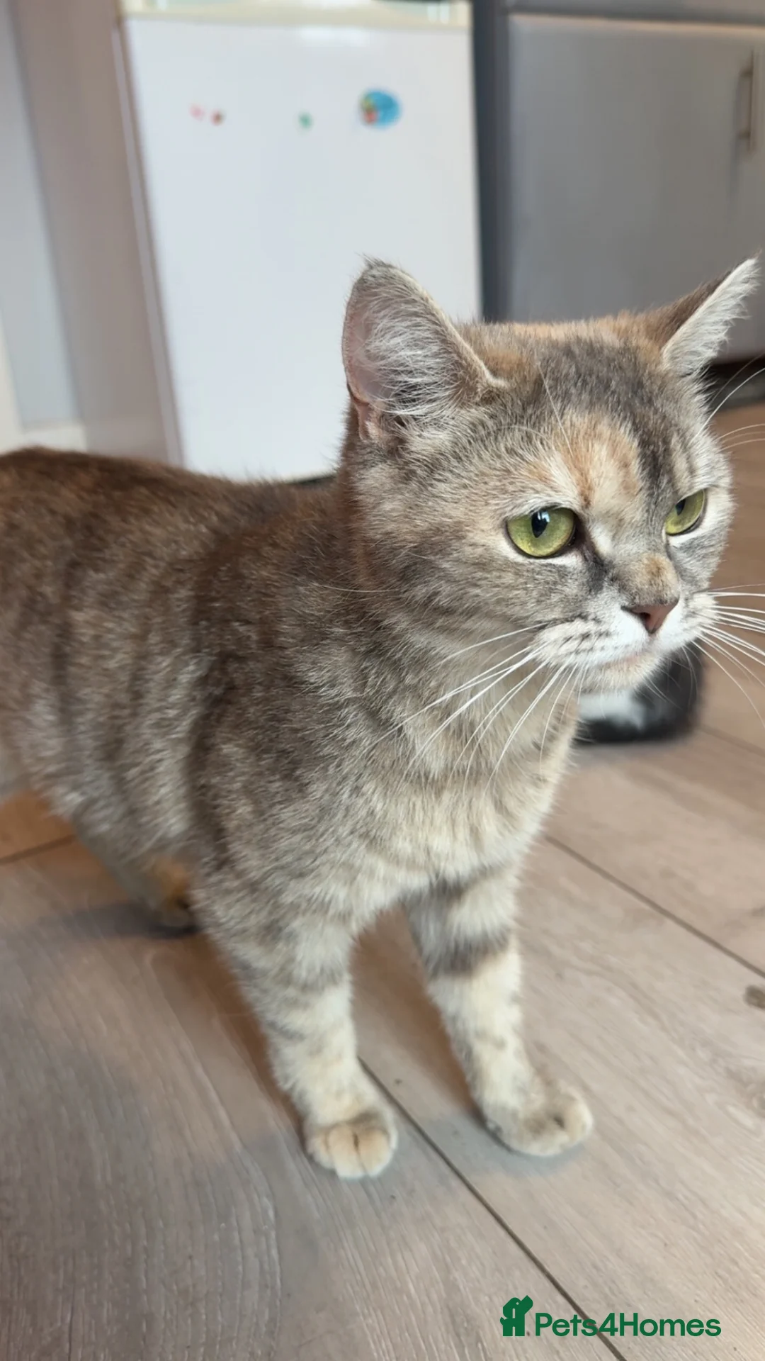 Domestic Shorthair cats for sale: 3 kittens available  - Advert 2