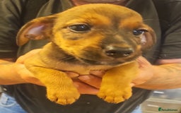 Mixed Breed dogs for sale: Boarder terrier x jack Russell  - Image 5