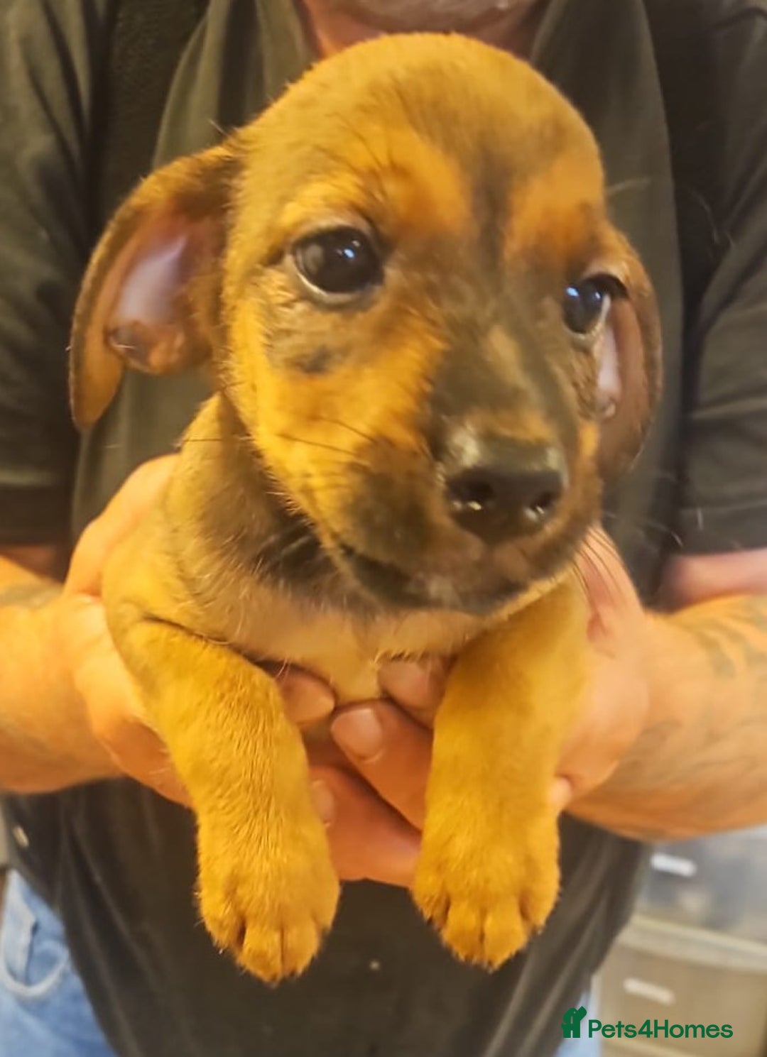 Mixed Breed dogs for sale: Boarder terrier x jack Russell  - Image 5