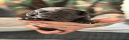 Cane Corso dogs for sale: Cane corso puppies  in Worksop - Advert 8
