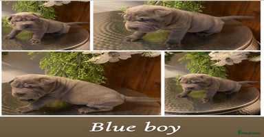 Shar Pei dogs - Advert 11