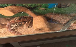 Corn Snake reptiles for sale: Adult Corn Snake Male  - Image 3