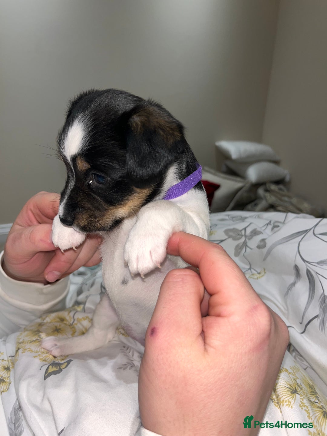 Jack Russell dogs for sale: Jack russel puppy’s  - Advert 10