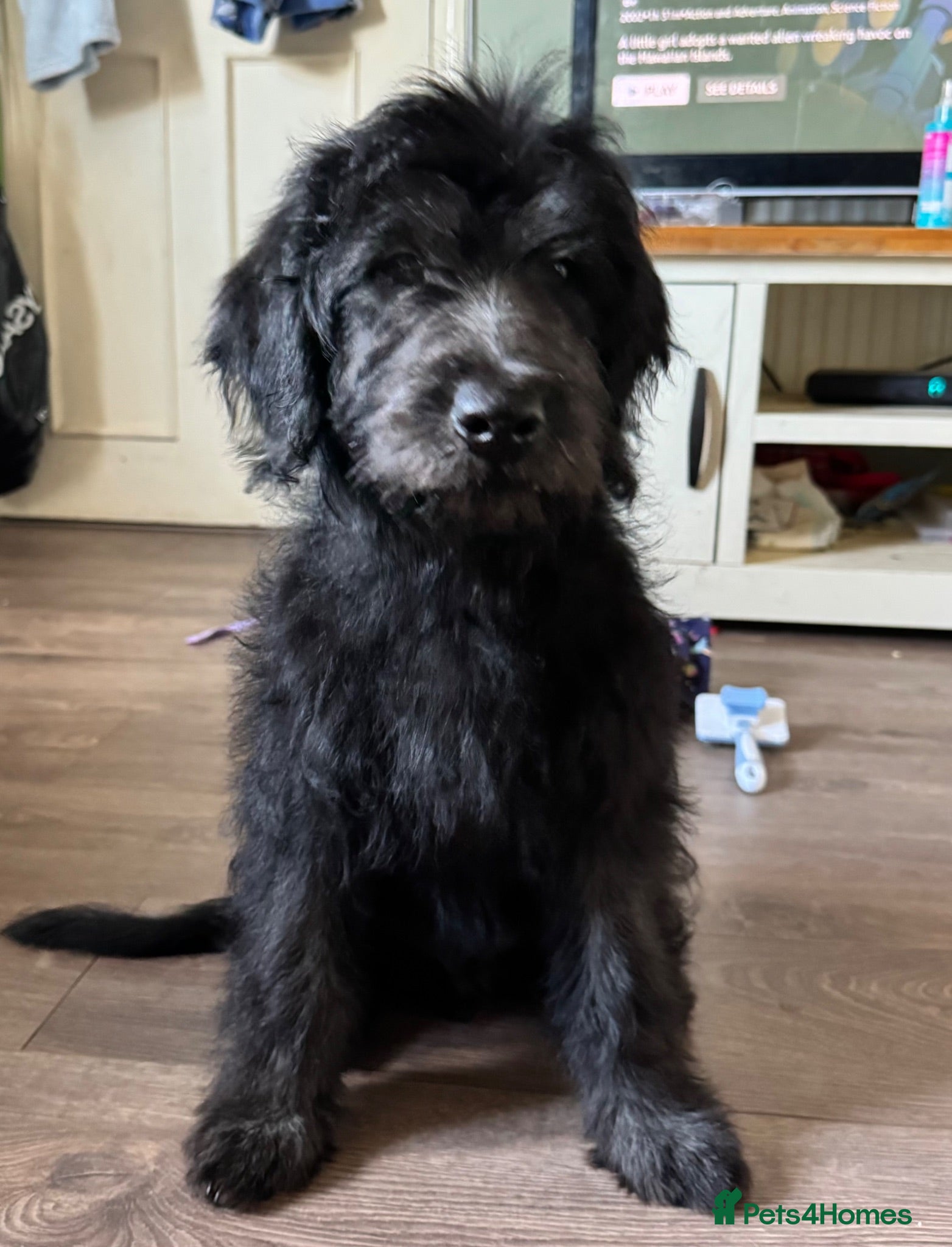 Mini Goldendoodle dogs F1 Mini SILVER Goldendoodle  *READY NOW* - Advert 2
