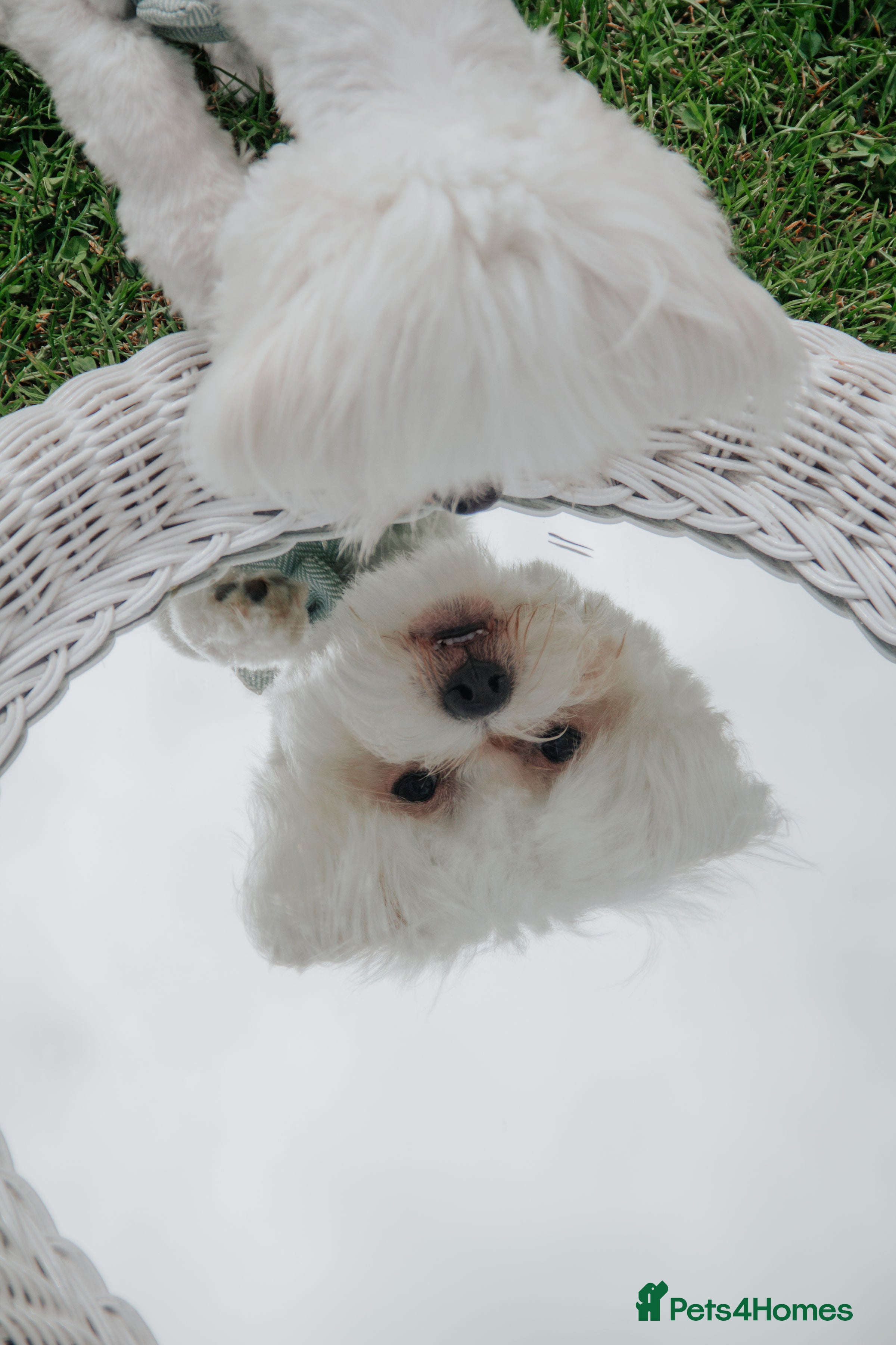 Maltese dogs Available for stud - Advert 1