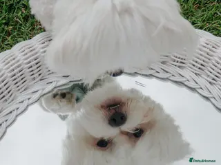 Maltese dogs Available for stud - Advert 9