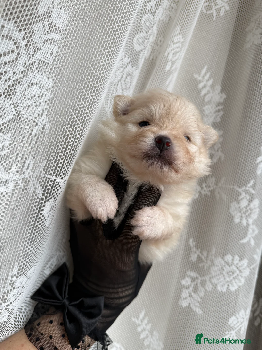 Pomeranian dogs for sale: Black and cream puppies - Advert 24