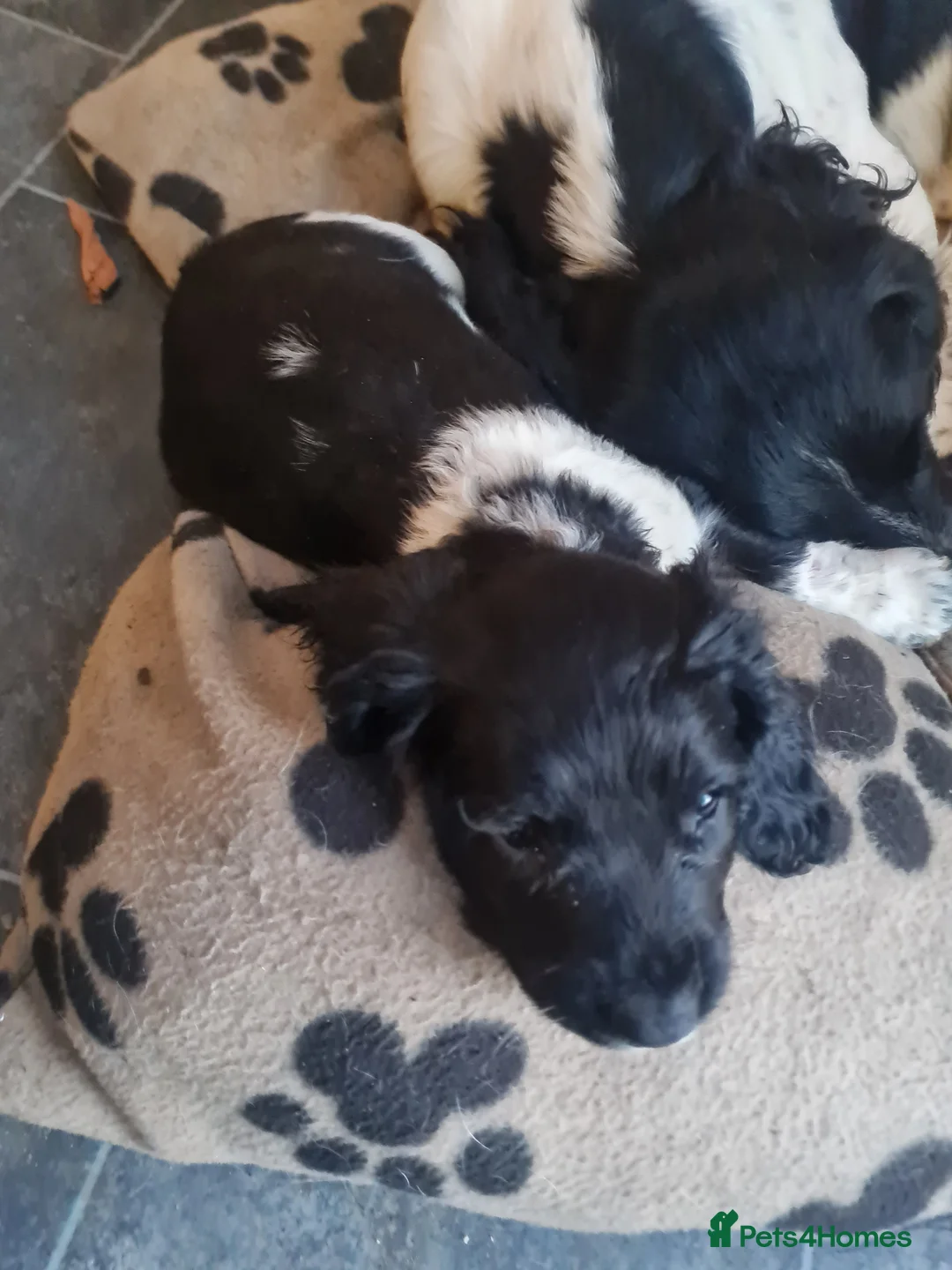 English Springer Spaniel dogs for sale: Springer pups... - Advert 2