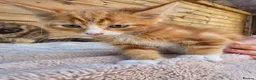 Maine Coon cats for sale: Maine Coon x Ragdoll x Persian  - Advert 16