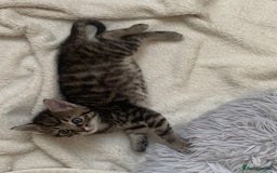 Mixed Breed cats for sale: Siberian x British Shorthair Kittens 💞 - Image 10